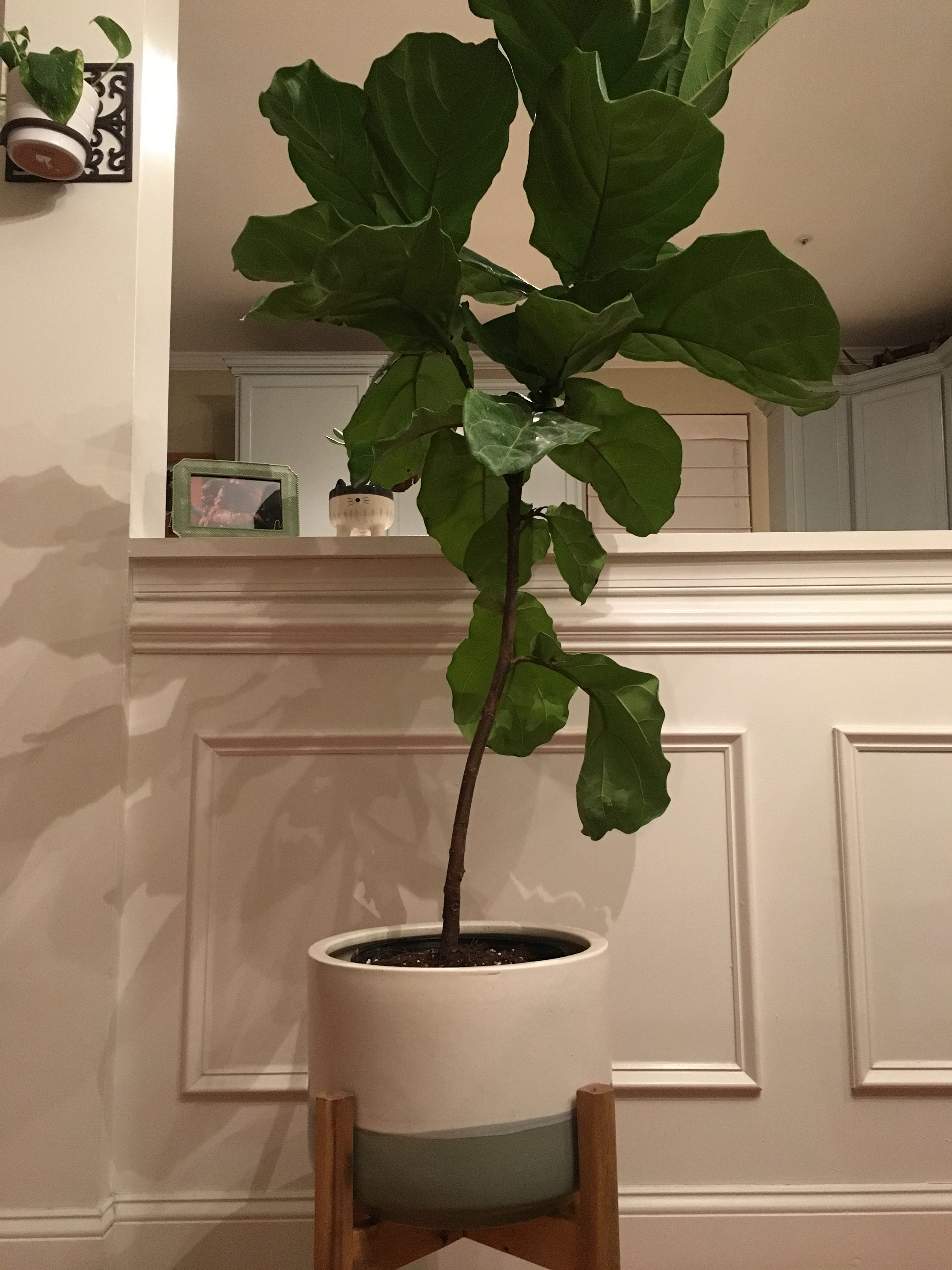 5.25 Feet Fiddle Leaf Fig Tree Plant in Large Japanese 